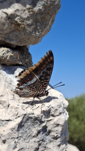 Two-tailed Pasha