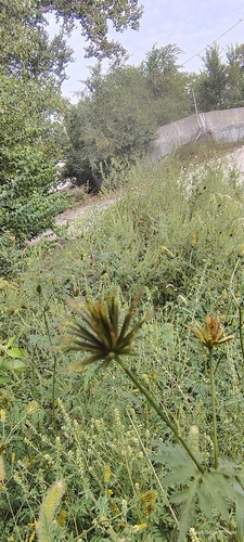 Spanish needles