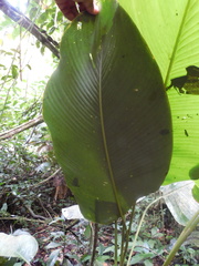 Goeppertia inocephala