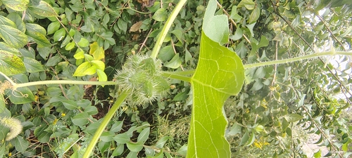 Oneseed Bur Cucumber