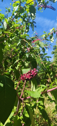 American pokeweed