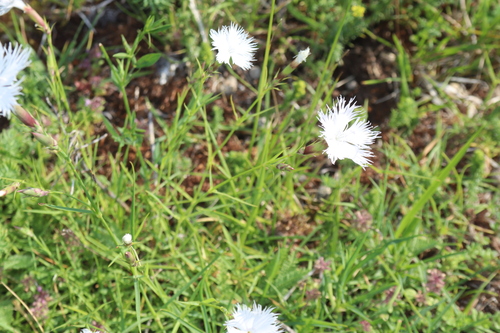 Dianthus sternbergii, photograph 4