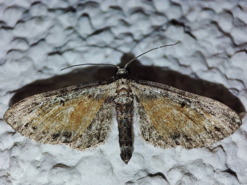 Tawny Speckled Pug