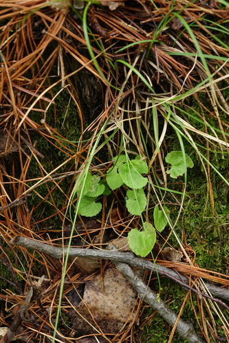 Viola biflora