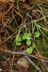 Viola biflora