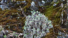 Artemisia kawakamii