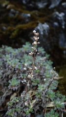 Artemisia kawakamii