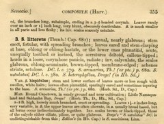 Senecio littoreus hispidulus