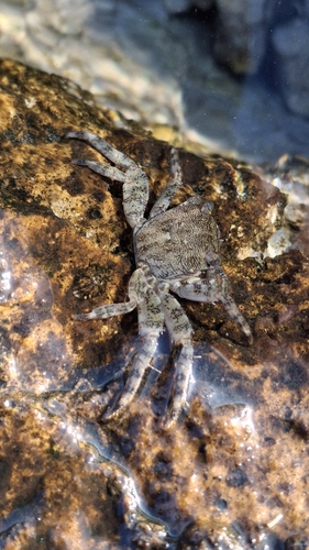 Marbled Crab