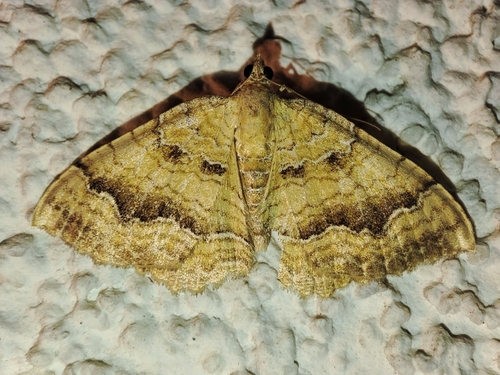 Yellow Shell Moth