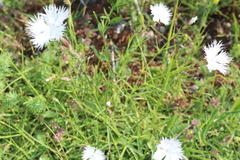 Dianthus sternbergii, photograph (c) Edmundas Greimas, some rights reserved (CC BY)