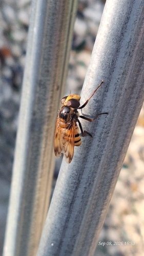 Lesser Hornet Hoverfly