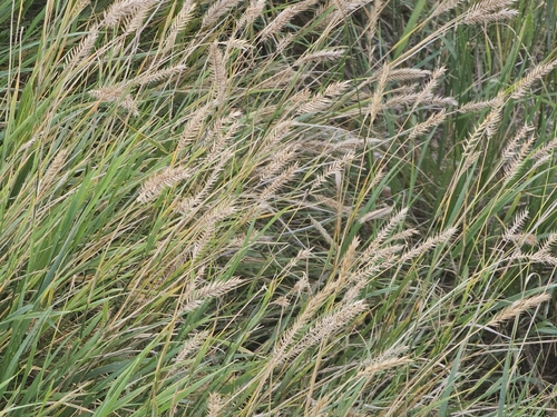 Crested Wheatgrass