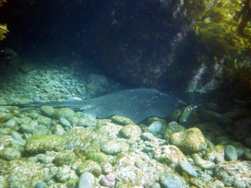 Bathytoshia brevicaudata