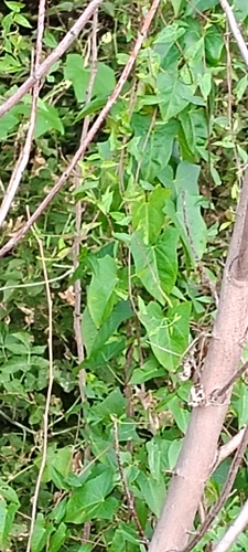 hedge bindweed