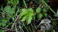 Filipendula kiraishiensis