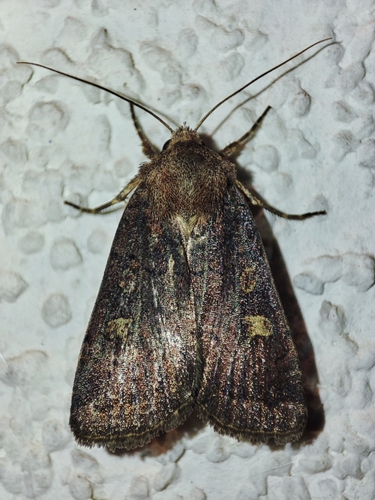 Square-spot Rustic