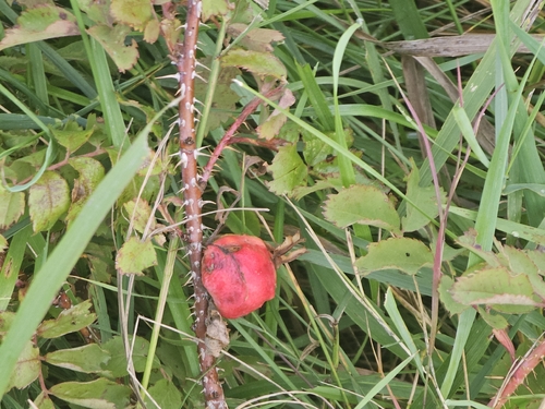 Woods' rose