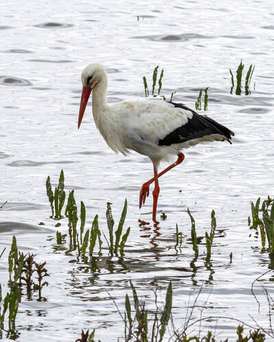 iNaturalist image