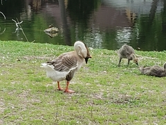 Anser cygnoides domesticus