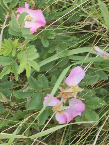 prairie rose