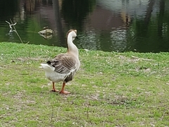 Anser cygnoides domesticus