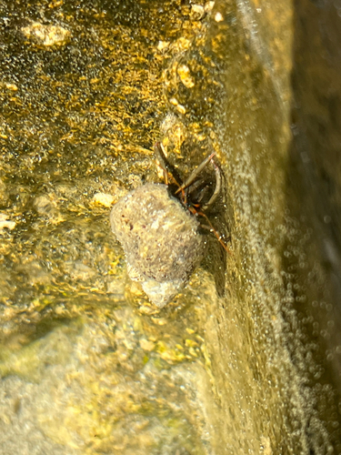 Saint Piran's Hermit Crab