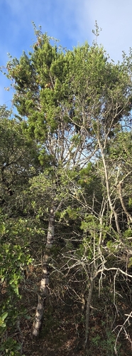 Juniperus ashei