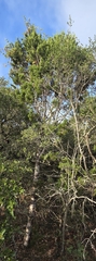 Juniperus ashei