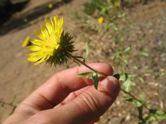 Grindelia camporum