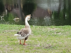 Anser cygnoides domesticus