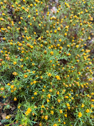 Fetid marigold