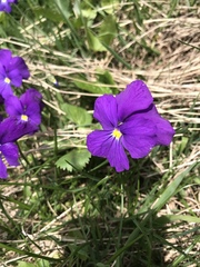 Viola calcarata