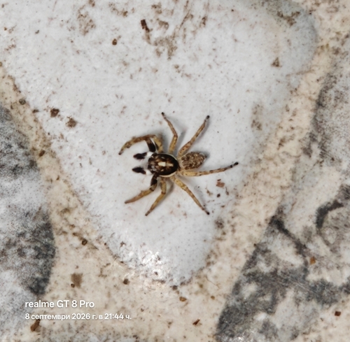 Half-edged Wall Jumping Spider