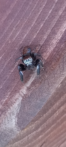 Evarcha arcuata