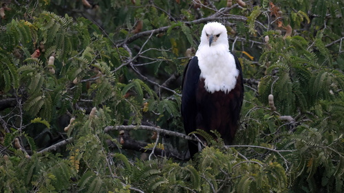 iNaturalist image