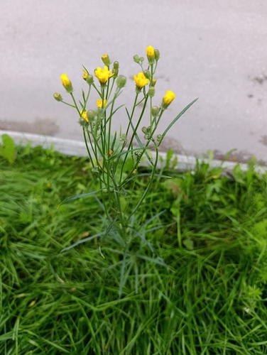 Crepis tectorum, photograph 4