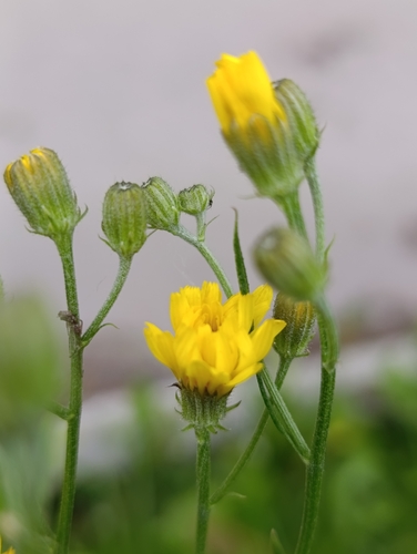 Crepis tectorum, photograph 5