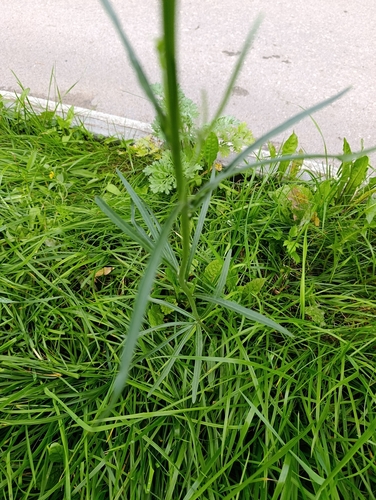 Crepis tectorum, photograph 6