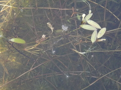 Potamogeton octandrus