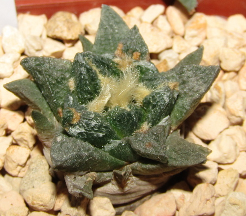Ariocarpus fissuratus