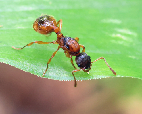 European fire ant