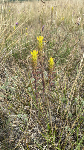 yellow owl's-clover