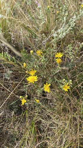 Hairy False Goldenaster