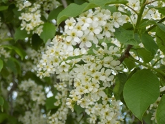 Prunus padus