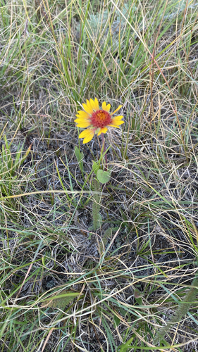 great blanketflower