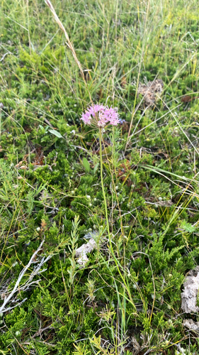 Prairie Onion