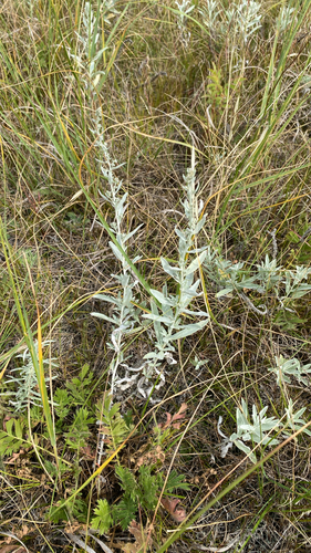Silver Wormwood