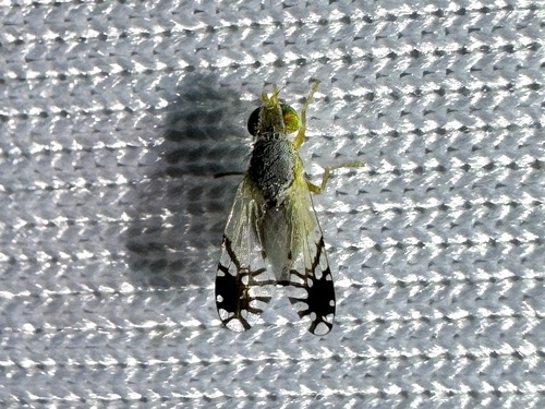 Trupanea actinobola photo 3