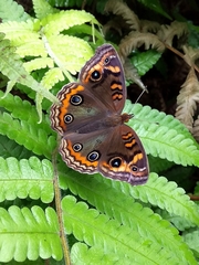 Junonia